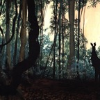 Kangaroo in bushland