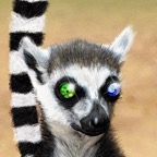 Schemer of a Lemur